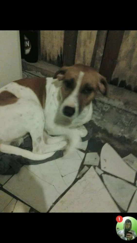 Cachorro ra a Vira lata  idade 1 ano nome Guardião 