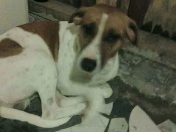 Cachorro ra a Vira lata  idade 1 ano nome Guardião 