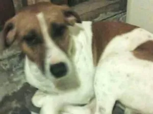 Cachorro raça Vira lata  idade 1 ano nome Guardião 