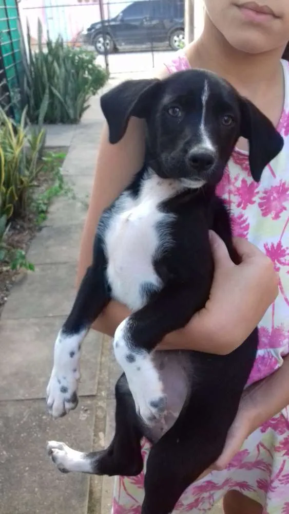 Cachorro ra a Não tem idade 2 a 6 meses nome Não tem