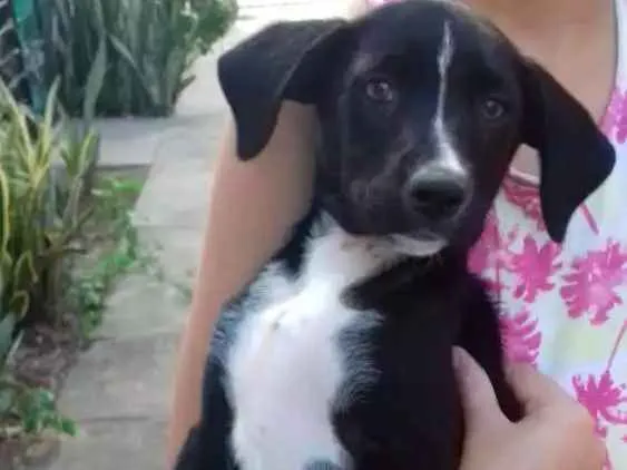 Cachorro ra a Não tem idade 2 a 6 meses nome Não tem