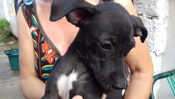 Cachorro ra a Não tem idade 2 a 6 meses nome Não tem