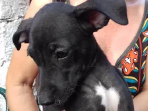 Cachorro raça Não tem idade 2 a 6 meses nome Não tem