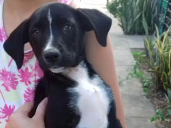 Cachorro ra a Não tem idade 2 a 6 meses nome Não tem