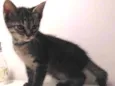Pequena
