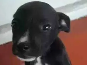 Cachorro raça  idade 2 a 6 meses nome Tobias