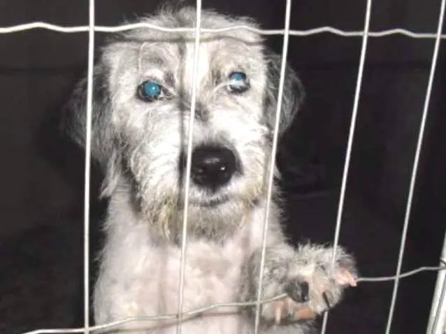 Cachorro ra a Poodle idade 2 a 6 meses nome BEBEZÃO