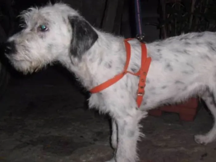 Cachorro ra a Poodle idade 2 a 6 meses nome BEBEZÃO