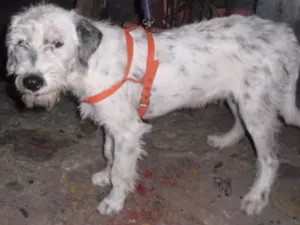 Cachorro raça Poodle idade 2 a 6 meses nome BEBEZÃO