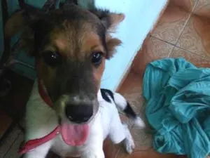 Cachorro raça vira lata idade 7 a 11 meses nome shakira