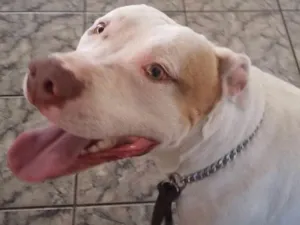 Cachorro raça Pit-Bull idade 2 anos nome Sansão