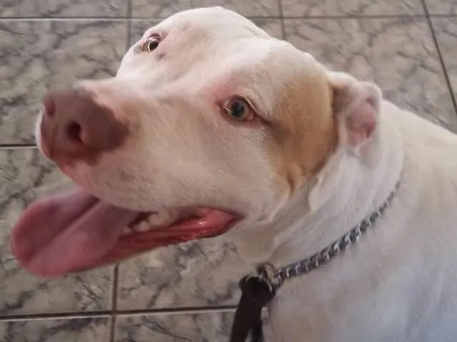 Cachorro ra a Pit-Bull idade 2 anos nome Sansão
