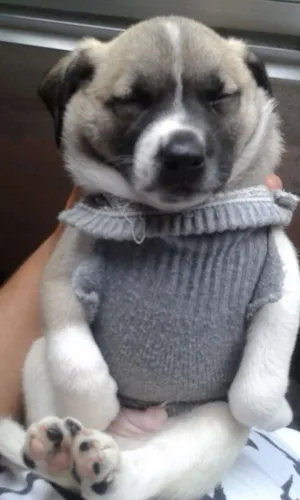 Cachorro raça SRD idade Abaixo de 2 meses nome Valente