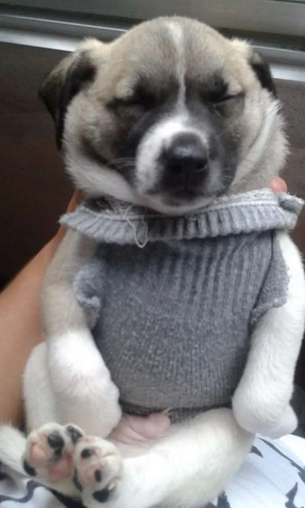 Cachorro ra a SRD idade Abaixo de 2 meses nome Valente