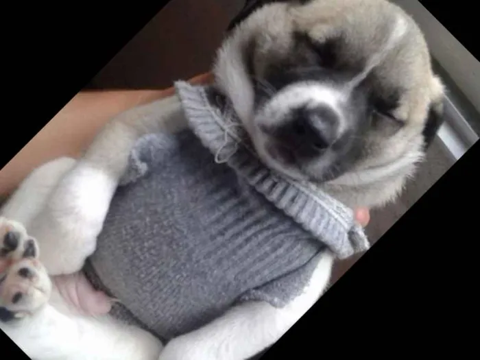 Cachorro ra a SRD idade Abaixo de 2 meses nome Valente