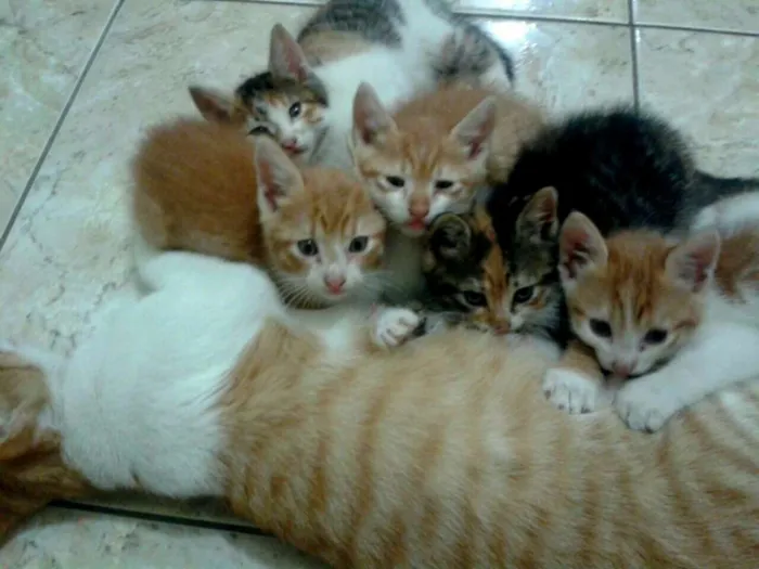 Gato raça SRD idade Abaixo de 2 meses nome Sem nome