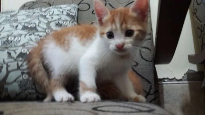 Gato raça SRD idade Abaixo de 2 meses nome Sem nome