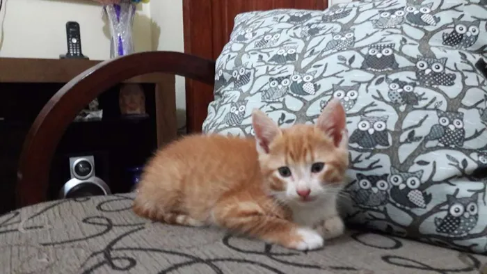 Gato raça SRD idade Abaixo de 2 meses nome Sem nome