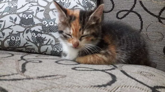 Gato raça SRD idade Abaixo de 2 meses nome Sem nome