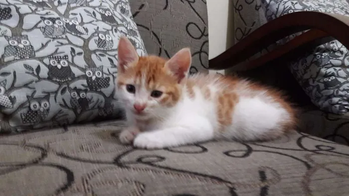 Gato raça SRD idade Abaixo de 2 meses nome Sem nome