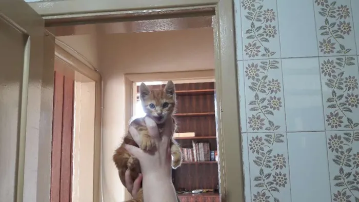 Gato raça Sem raça  idade Abaixo de 2 meses nome Amarelinho