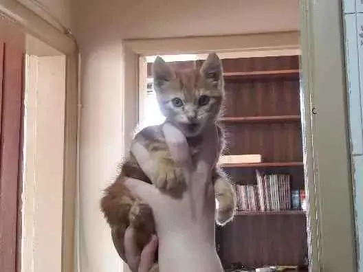 Gato raça Sem raça  idade Abaixo de 2 meses nome Amarelinho