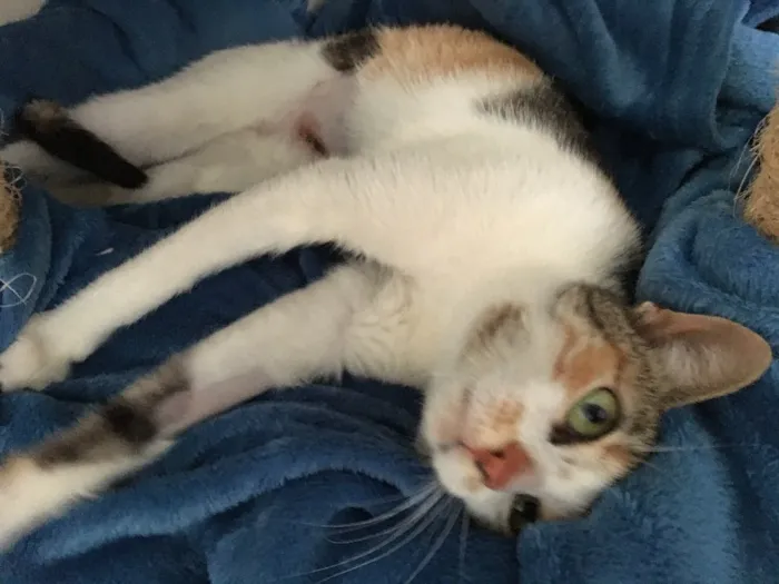 Gato ra a SRD idade 7 a 11 meses nome Candy