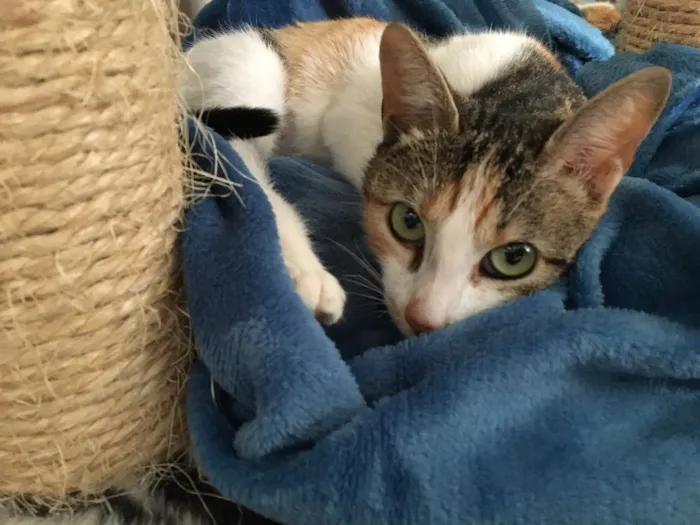 Gato ra a SRD idade 7 a 11 meses nome Candy