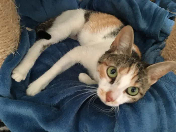 Gato ra a SRD idade 7 a 11 meses nome Candy