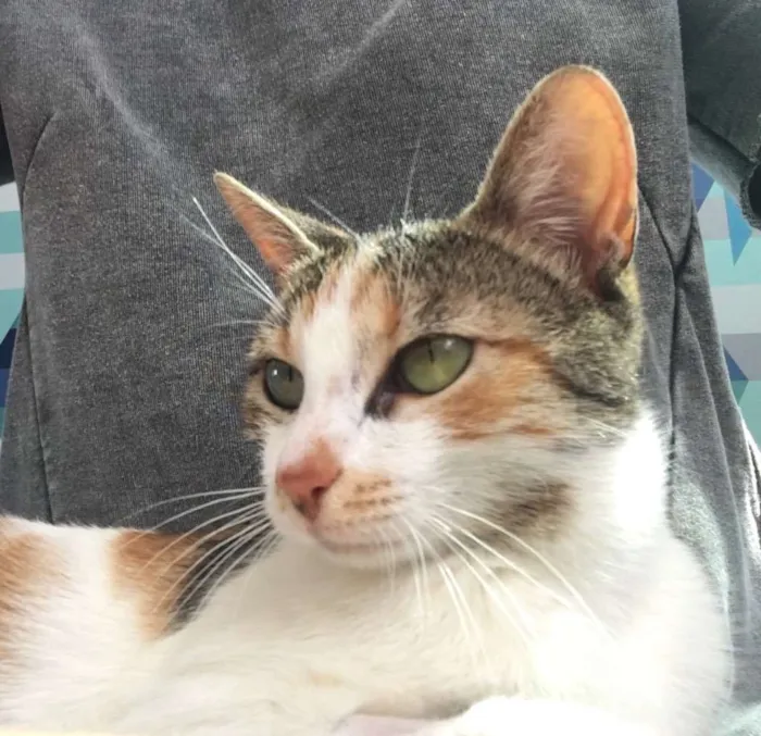 Gato ra a SRD idade 7 a 11 meses nome Candy