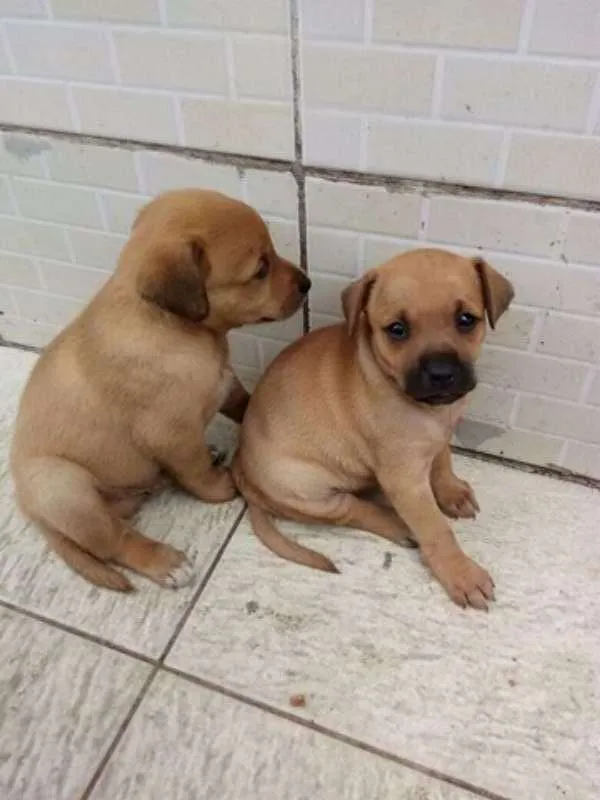 Cachorro raça Vira lata idade Abaixo de 2 meses nome Não tem