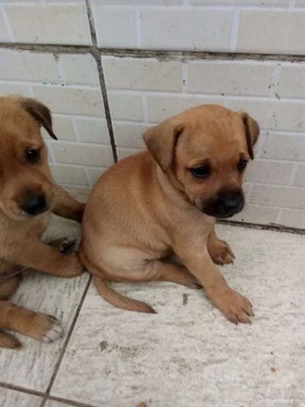 Cachorro raça Vira lata idade Abaixo de 2 meses nome Não tem