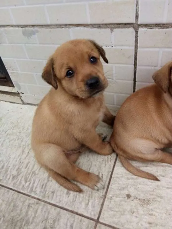 Cachorro raça Vira lata idade Abaixo de 2 meses nome Não tem
