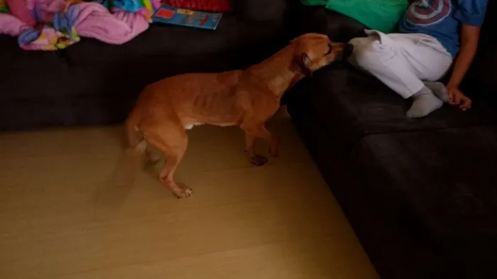 Cachorro ra a Vira lata idade 7 a 11 meses nome Aquiles