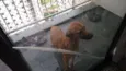 Aquiles