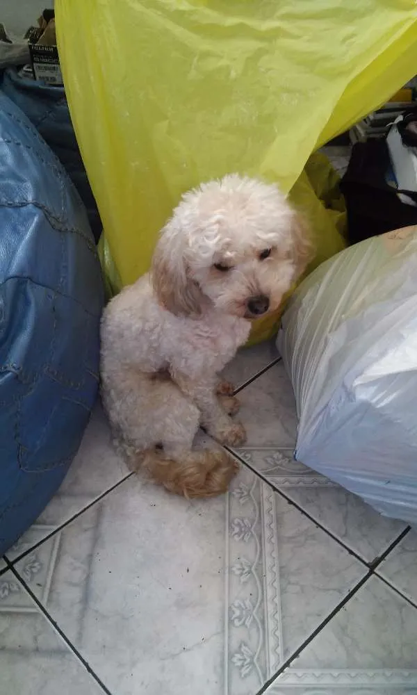 Cachorro ra a Poodle com Yorkshaire idade 2 anos nome Bolota 