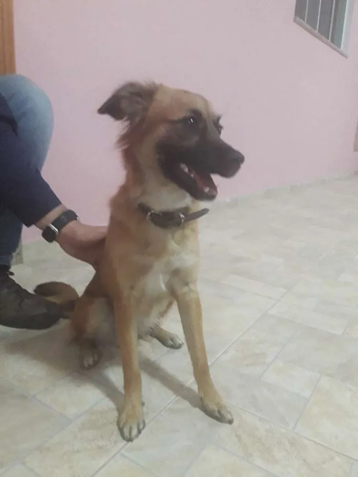 Cachorro ra a Vira lata idade 1 ano nome Luna