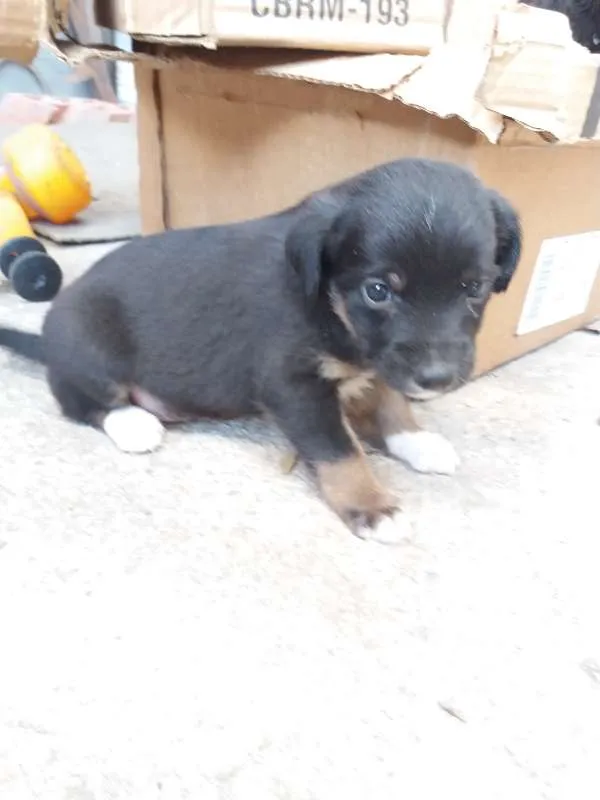 Cachorro raça Sem raça definida idade Abaixo de 2 meses nome Sem Nome
