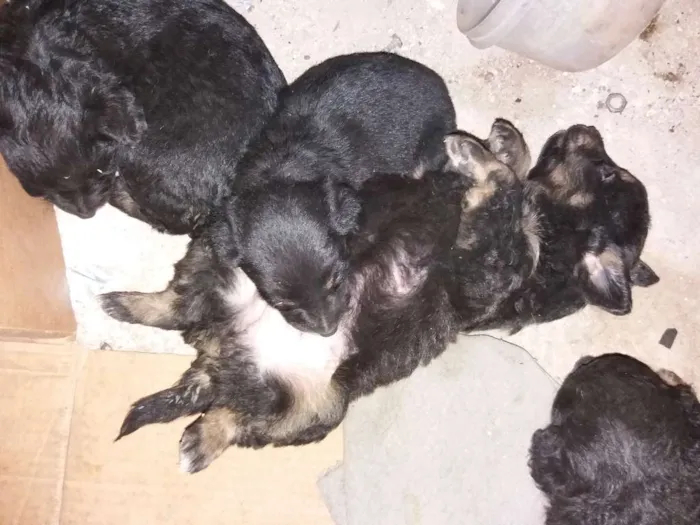 Cachorro raça Sem raça definida idade Abaixo de 2 meses nome Sem Nome