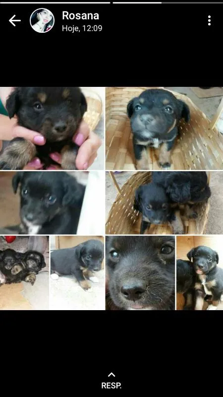 Cachorro raça Sem raça definida idade Abaixo de 2 meses nome Sem Nome