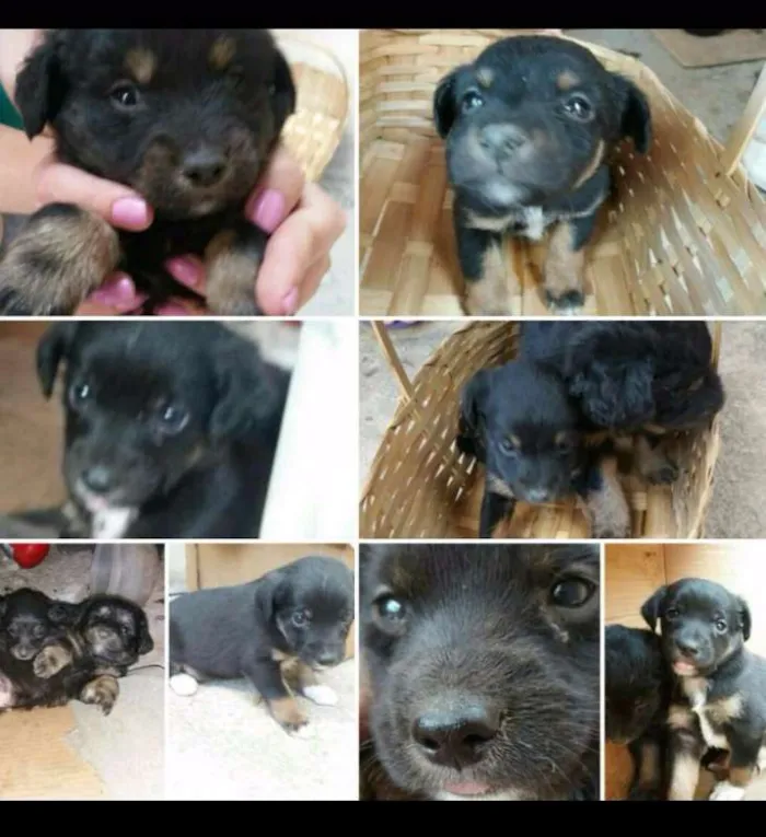 Cachorro raça Sem raça definida idade Abaixo de 2 meses nome Sem Nome