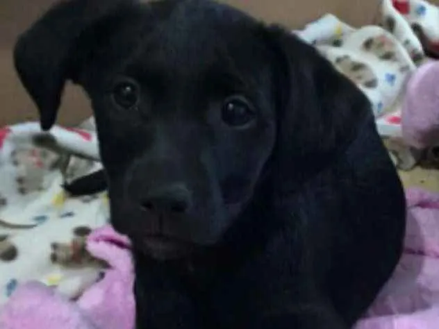 Cachorro ra a Sem raça  idade 2 a 6 meses nome Sem nome ainda