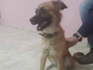 Cachorro raça Vira lata idade 1 ano nome Luna