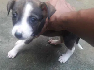 Cachorro raça Místico  idade 2 a 6 meses nome Sem nome