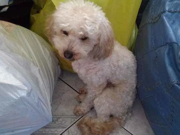 Cachorro ra a Poodle com Yorkshaire idade 2 anos nome Bolota 