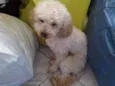Bolota