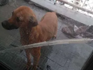 Cachorro raça Vira lata idade 7 a 11 meses nome Aquiles