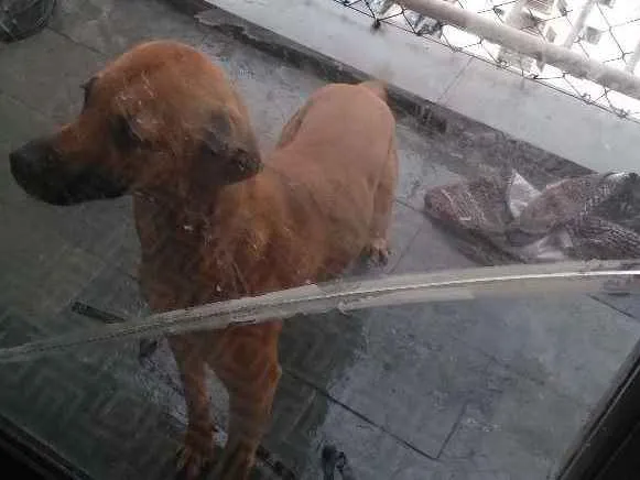 Cachorro ra a Vira lata idade 7 a 11 meses nome Aquiles