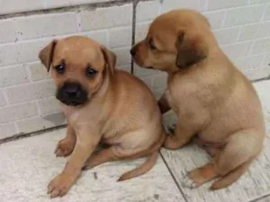 Cachorro raça Vira lata idade Abaixo de 2 meses nome Não tem