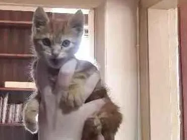 Gato raça Sem raça  idade Abaixo de 2 meses nome Amarelinho